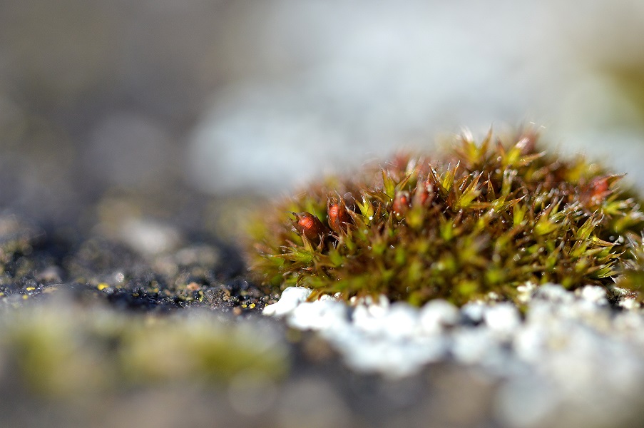 moss8.JPG