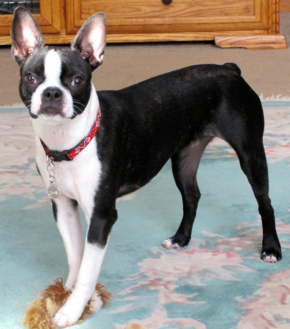 Mycroft 8 1:2mo (crop).jpg