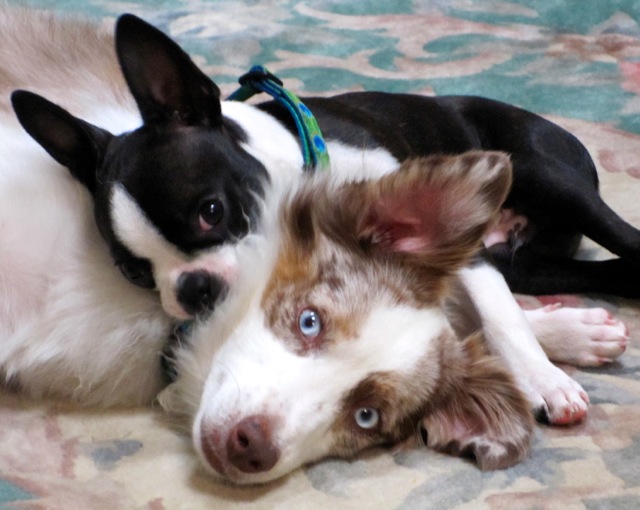 Mycroft & Cody cropped.jpg