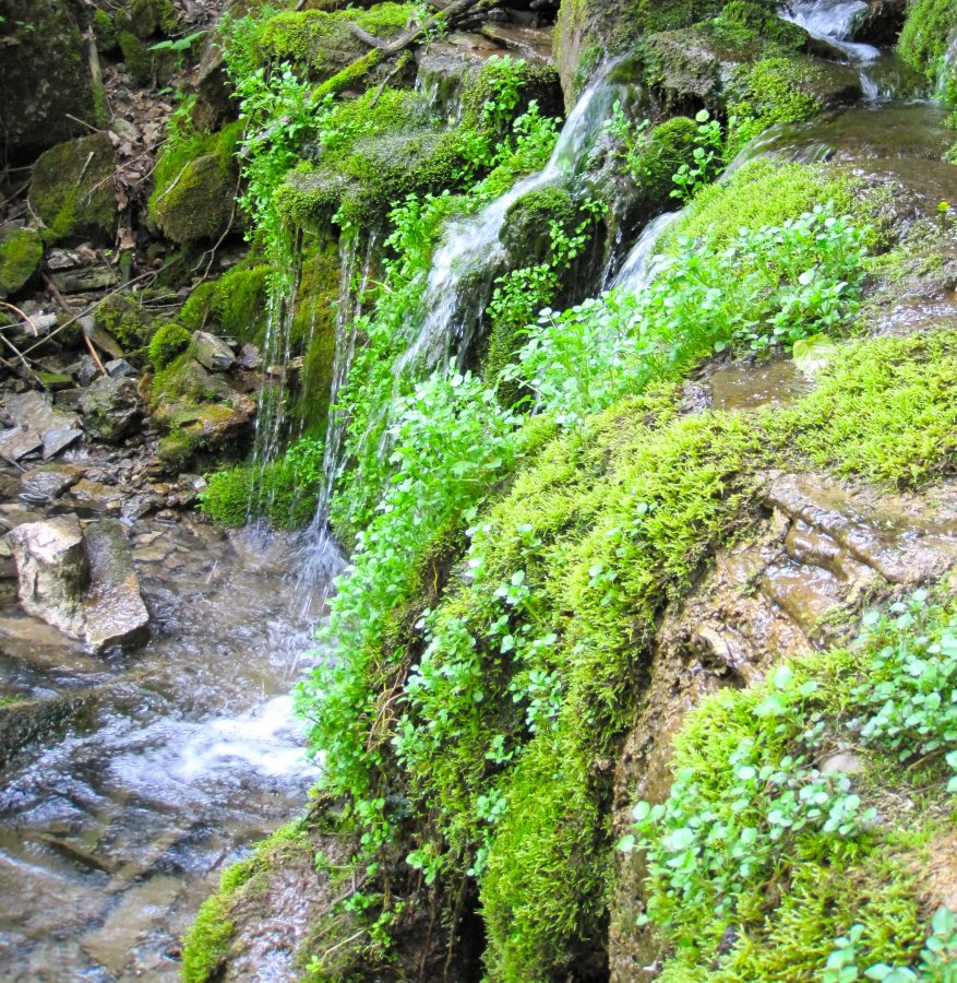 New York State Park, 3.jpg