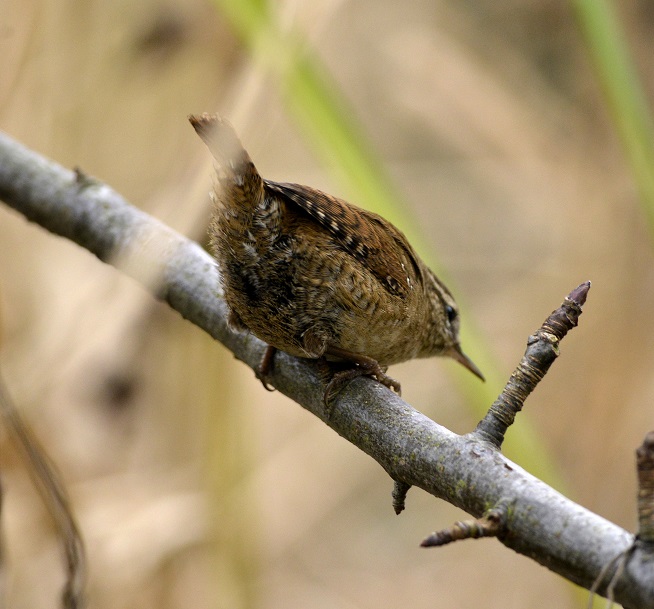 newbird.JPG