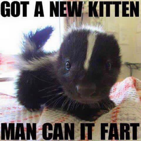 NewKitten.jpg