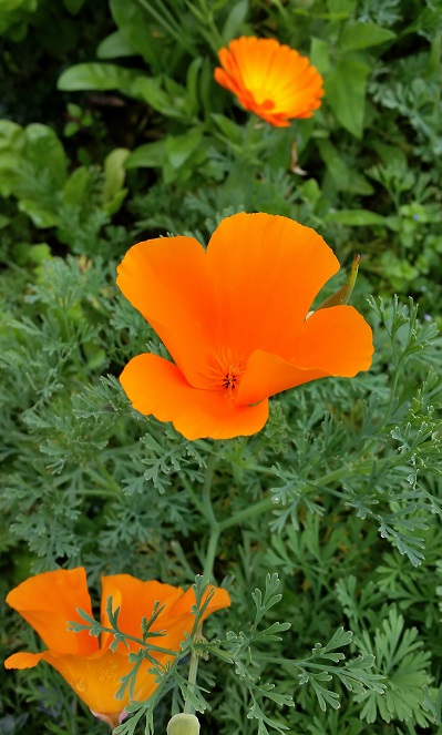 orange.jpg