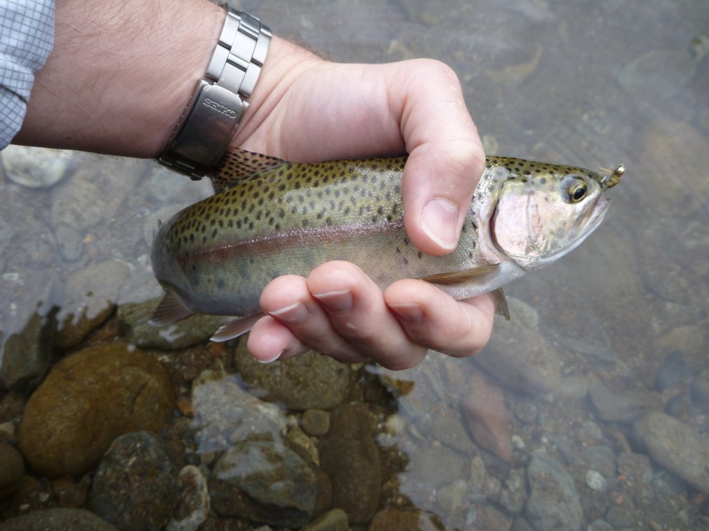 P1110035.JPG
