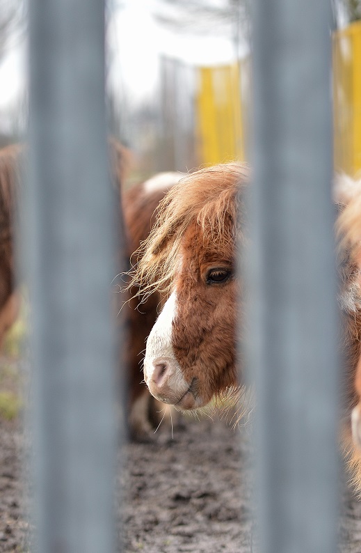 pony.JPG