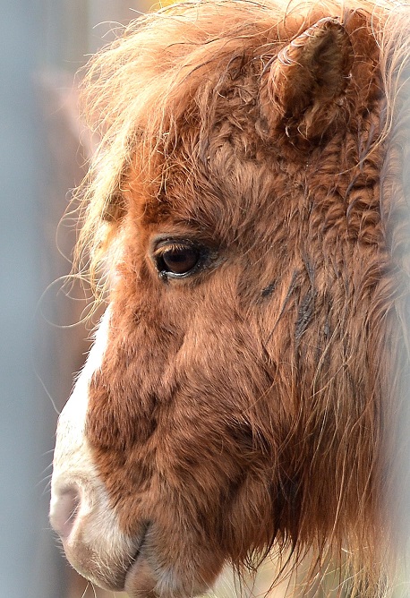pony2.JPG