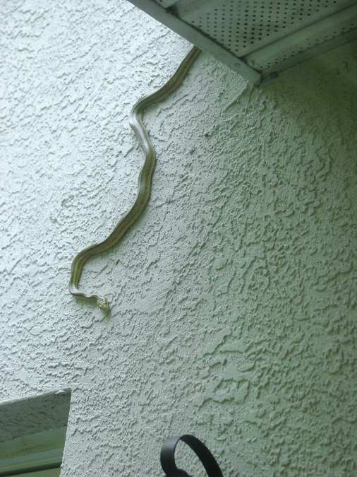 Pool Bath Snake 3.jpg