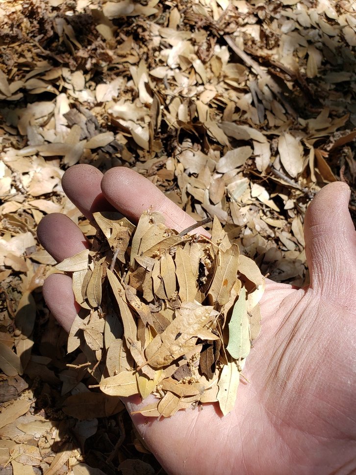 RawLleaves-1.jpg