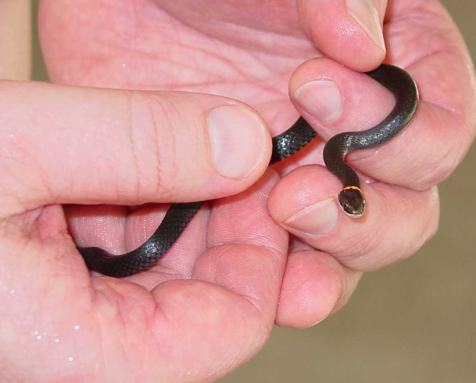 Ringneck1.jpg