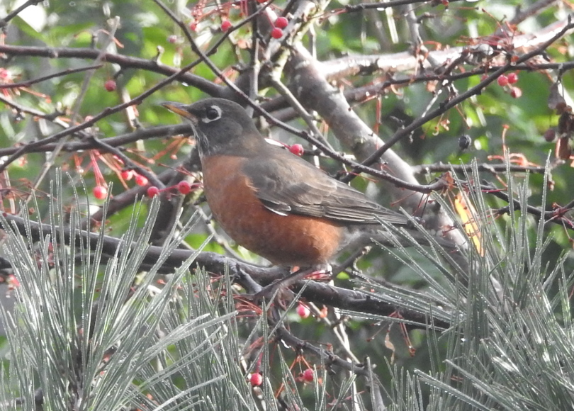 Robin.jpg