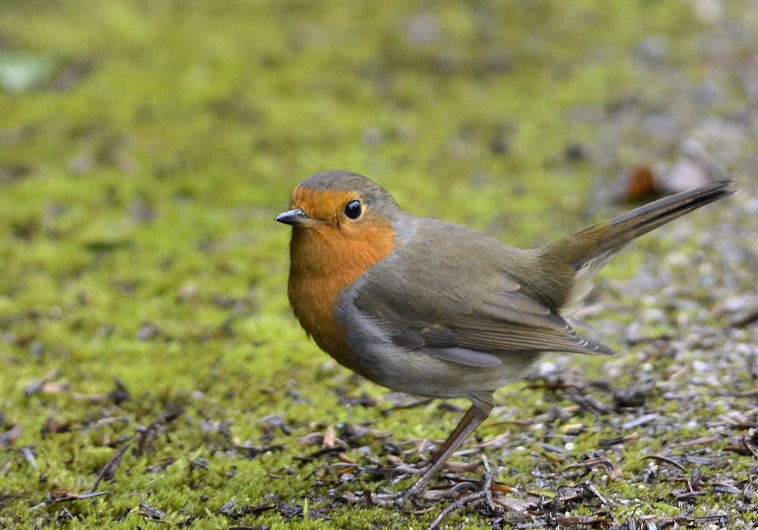 robin10.JPG