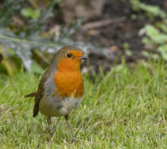 robin11.JPG