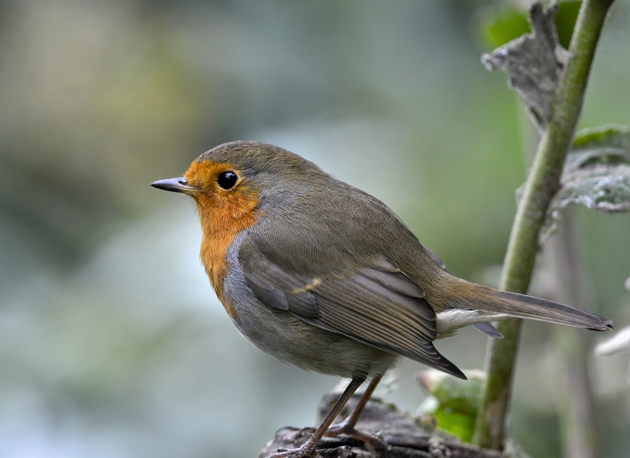 robin2.JPG
