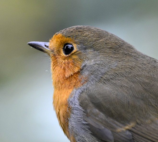 robin4.JPG