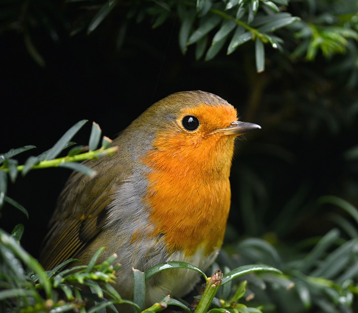 robin6.JPG