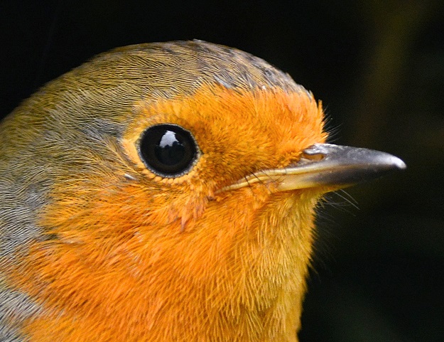 robin7.JPG