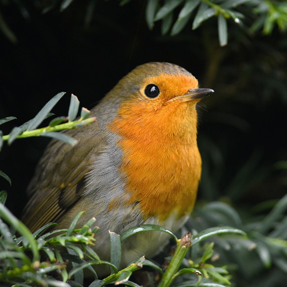 robin9.JPG