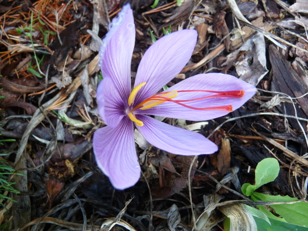 Saffron1.jpg