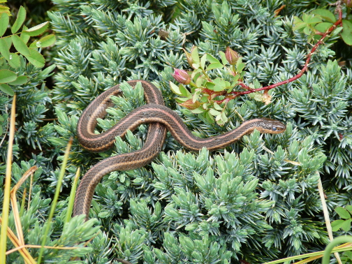 snake.jpg