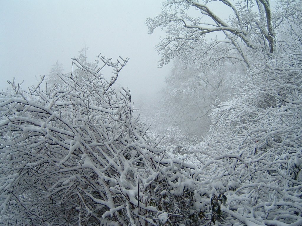 Snow.JPG