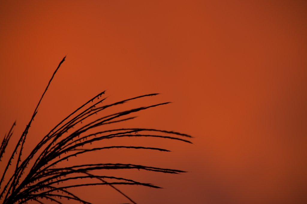 Tall Grass Orange Sun(1).jpg