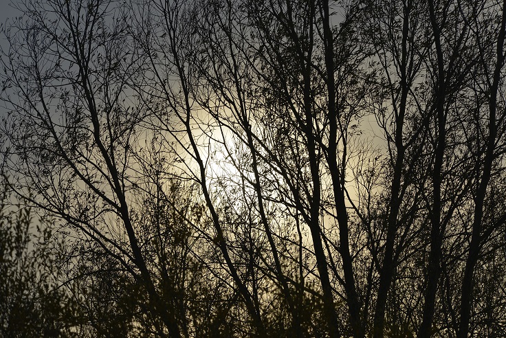 tree3.JPG