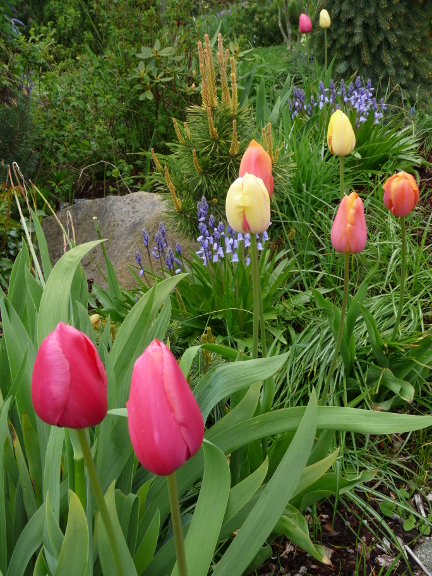 Tulips2.jpg