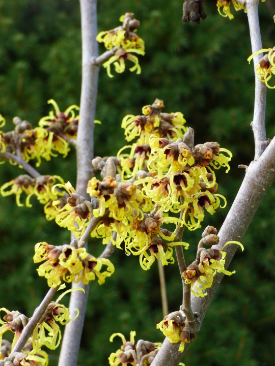 WitchHazel.jpg